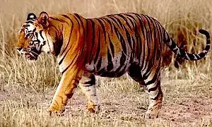 वैश्विक धरोहर है बाँधवगढ़ टाइगर रिजर्व वैश्विक धरोहर है बाँधवगढ़ टाइगर रिजर्व