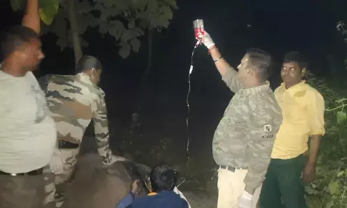 बांधवगढ़ प्रबंधन को दो साल से पता था कोदो हाथियों के लिए हानिकारक, फिर भी नहीं किए उपाय बांधवगढ़ प्रबंधन को दो साल से पता था कोदो हाथियों के लिए हानिकारक, फिर भी नहीं किए उपाय