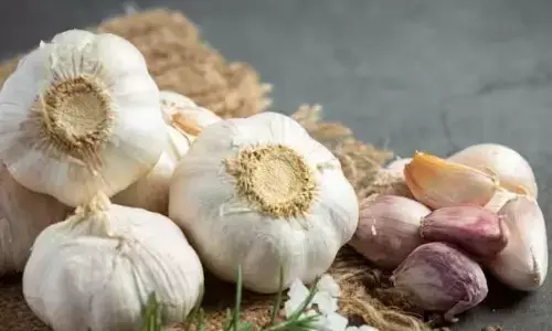 ठंड में रखेगा लहसुन आपका खास ख्याल, फिट रहने और ठंड से बचने के लिए खाएं लहसुन की कलियां, जानें इसके फायदे