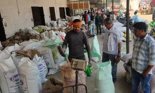 वन विभाग द्वारा बांधवगढ़ में हाथियों की मौत की वजह ‘कोदो’ बताने का बुरा असर, उमरिया तथा शहडोल में एक माह में 12 सौ रुपये प्रति क्विंटल गिरे दाम वन विभाग द्वारा बांधवगढ़ में हाथियों की मौत की वजह ‘कोदो’ बताने का बुरा असर, उमरिया तथा शहडोल में एक माह में 12 सौ रुपये प्रति क्विंटल गिरे दाम