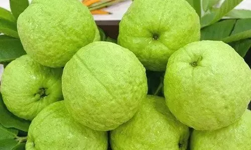 संतरा, मौसंबी के क्षेत्र में बढ़ रहे पिंक ताइवान अमरूद के बागान