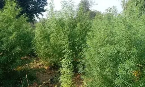 खेत में लगे 15 गांजे के हरे पेड़ जप्त, आरोपी गिरफ्तार