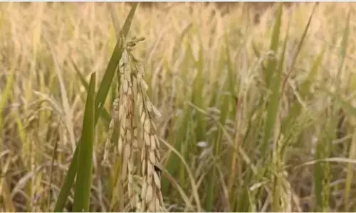 भंडारा में एक एकड़ में लागत 30 हजार उत्पादन हुआ 15 हजार का