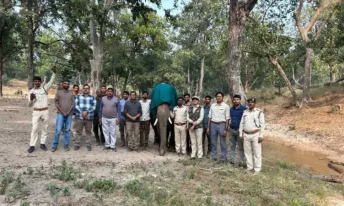 बांधवगढ़ में हाथियों की मॉनीटरिंग के लिए पहली बार एक हाथी पर लगाया सेटेलाइट कॉलर बांधवगढ़ में हाथियों की मॉनीटरिंग के लिए पहली बार एक हाथी पर लगाया सेटेलाइट कॉलर
