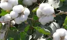 औने - पौने दामों में बिक रहा सफेद सोना , किसानों की लागत नहीं निकल रही