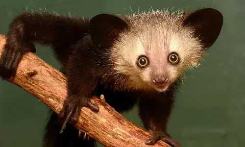 खतरनाक दिखने वाले जानवर भी हो सकते हैं बहुत ही ज्यादा मासूम, इन जानवरों को देखकर घबराने की कोई भी नहीं है जरूरत