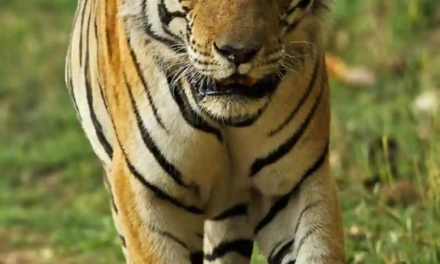 बाघों की मौजूदगी से किसान परेशान, सिंचाई करने खेतों में जाने से बच रहे