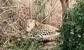 पोआमा रिसर्च सेंटर के परिसर में घूम रहा तेंदुआ