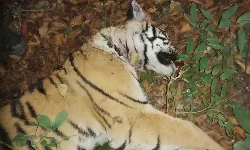 नहीं मिल रहा टी-87 बाघ का लोकेशन , वनविभाग को दे रहा चकमा