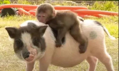 जापान को मिली एक बड़ी सफलता, बंदर में किया सुअर की किडनी को ट्रांसप्लांट, बंदर भी है सेहतमंद, जानिए कैसे हुआ ये काम जापान को मिली एक बड़ी सफलता, बंदर में किया सुअर की किडनी को ट्रांसप्लांट, बंदर भी है सेहतमंद, जानिए कैसे हुआ ये काम