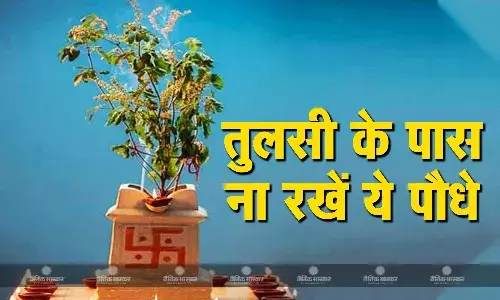 तुलसी के पास भूल से भी ना रखें ये पौधे, वरना घर की सुख-शांति हो जाएगी भंग