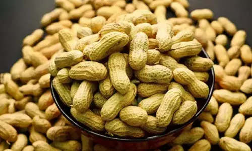 सर्दियों में आपको भी खाना पसंद है मूंगफली, तो जान लें इसको खाने के फायदे, शरीर रहेगा फिट