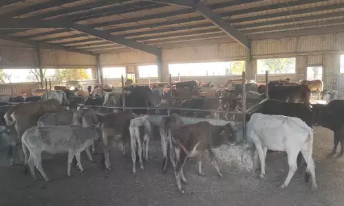 नवाचार का बंटाधार, गौमूत्र प्रसंस्करण वर्मी कंपोस्ट और गोबर से लकड़ी निर्माण बंद