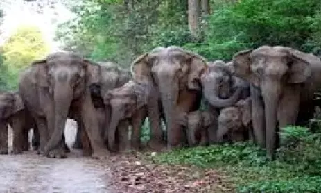 जंगली हाथियों ने गड़चिरोली के पोर्ला वनपरिक्षेत्र में जमाया डेरा