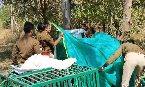 आठ दिनों की दहशत से मिली मुक्ति, पिंजरे में कैद हुआ तेंदुआ आठ दिनों की दहशत से मिली मुक्ति, पिंजरे में कैद हुआ तेंदुआ