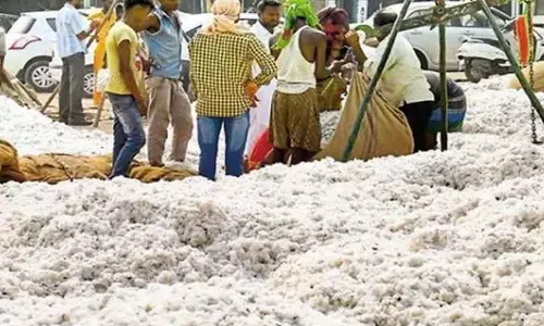अमरावती के मंडी में 453 क्विंटल कपास की आवक, एमएसपी से कम दाम मिल रहे अमरावती के मंडी में 453 क्विंटल कपास की आवक, एमएसपी से कम दाम मिल रहे