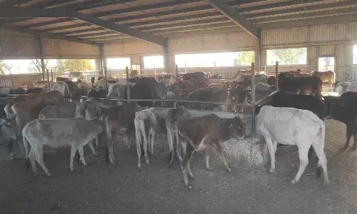 80 की क्षमता वाली आदर्श गौशाला में 146 गौवंश मौजूद, आए दिन दम तोड़ रहे बीमार पशु 80 की क्षमता वाली आदर्श गौशाला में 146 गौवंश मौजूद, आए दिन दम तोड़ रहे बीमार पशु