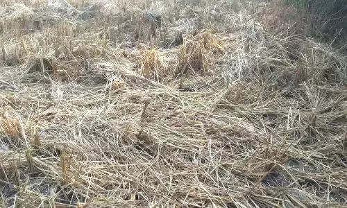 उद्योग विहीन गड़चिरोली जिले में जंगली हाथियों ने तबाह की किसानों की जिंदगी