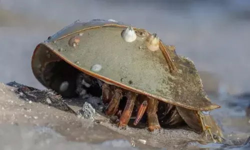 इस जानवर के खून की कीमत है दुनिया में सबसे ज्यादा, एक लीटर में खरीद सकते हैं लग्जरी कार