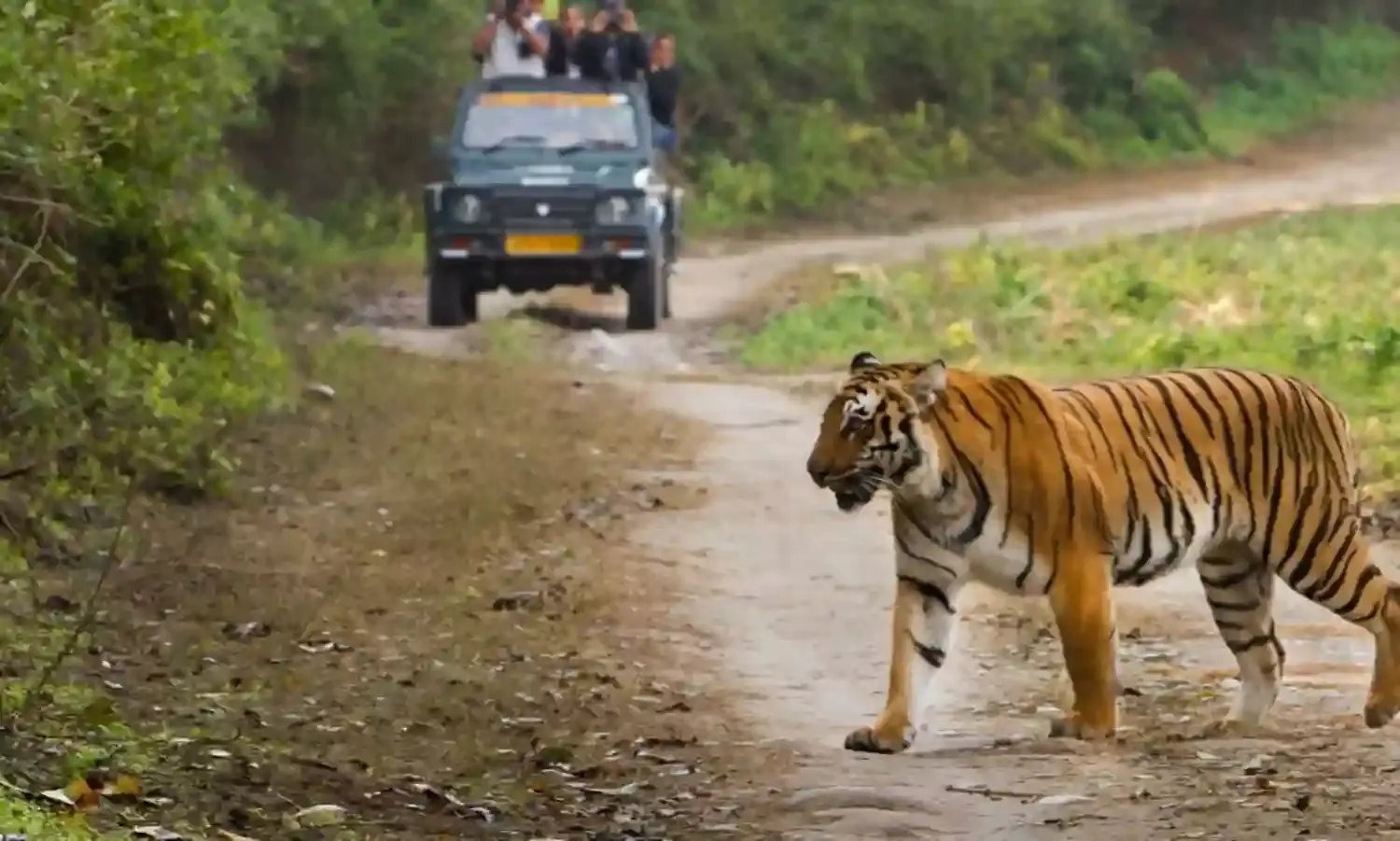 रातापानी सैंक्चुअरी टाइगर रिजर्व क्षेत्र घोषित, सही मायनों में मध्यप्रदेश बना टाइगर स्टेट - मुख्यमंत्री डॉ. यादव