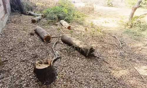 लापरवाही : इमारत निर्माण के लिए वनविभाग ने काट दिए 135 पेड़