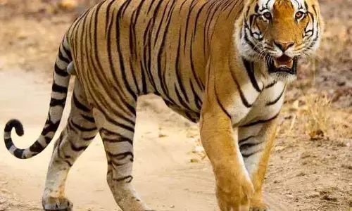 खेत में कपास चुन रही महिला पर बाघ ने किया हमला