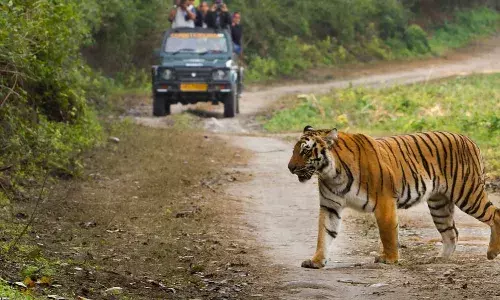 रातापानी सैंक्चुअरी टाइगर रिजर्व क्षेत्र घोषित, सही मायनों में मध्यप्रदेश बना टाइगर स्टेट - मुख्यमंत्री डॉ. यादव