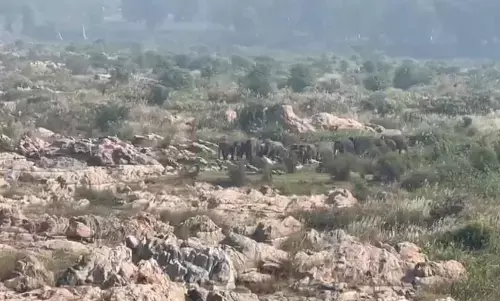 जहां दिख रहे हाथी उन इलाकों की बंद कराई जा रही बिजली जहां दिख रहे हाथी उन इलाकों की बंद कराई जा रही बिजली