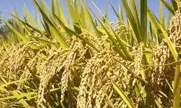 दो प्रतिशत धान की कटौती के निर्णय को मिली मंजूरी, नमी के कारण हो रही थी दिक्कत