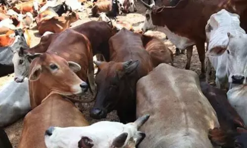 असम में बीफ खाने पर लगा प्रतिबंध, जानिए बीजेपी शासित वो राज्य हैं जहां गोमांस पर प्रतिबंध नहीं है.. असम में बीफ खाने पर लगा प्रतिबंध, जानिए बीजेपी शासित वो राज्य हैं जहां गोमांस पर प्रतिबंध नहीं है..