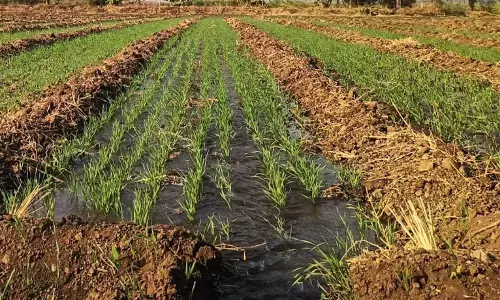अमरावती के किसानों पर फिर आई आफत, चना को चट कर रहा फंगस अमरावती के किसानों पर फिर आई आफत, चना को चट कर रहा फंगस
