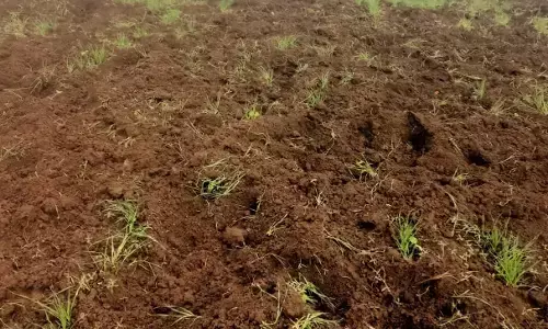 मेलघाट में जंगली सुअर उजाड़ रहे रबी फसलें, चारों ओर से संकट से घिरे किसान मेलघाट में जंगली सुअर उजाड़ रहे रबी फसलें, चारों ओर से संकट से घिरे किसान