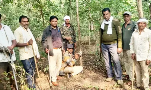 जंगल में लकड़ियां लाने गया बुजुर्ग बना बाघ का शिकार