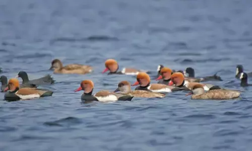 ना वीजा, ना पासपोर्ट, हजारों कि.मी. दूर चंद्रपुर आ पहुंचेे विदेशी मेहमान
