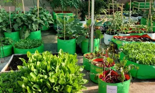 सर्दियों में अपने गार्डन को बनाना चाहते हैं हरा-भरा, तो इन ठंड को पौधों को उगाकर बनाएं अपना गार्डन खूबसूरत और शानदार