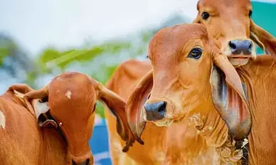 तबेलों में मच्छरों की भरमार से मवेशी पड़ रहे बीमार, दूध देने की क्षमता हो रही कम    ‌‌