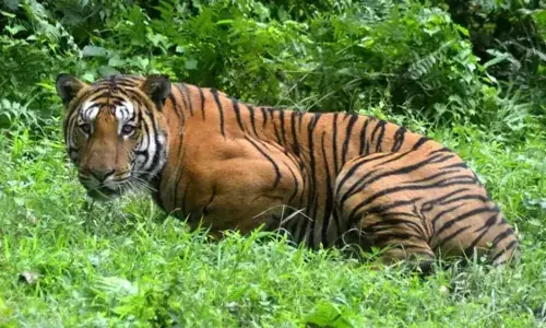 खेत में काम कर रही गर्भवती पर घात लगाए बैठे बाघ ने किया हमला, गई जान