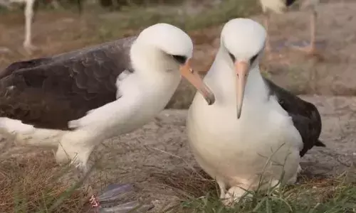 दुनिया की सबसे बूढ़ी चिड़िया ने दिया अंडा, 74 साल की उम्र में बनी मां, जानें कौन है वो चिड़िया जिससे वैज्ञानिक भी हुए हैरान