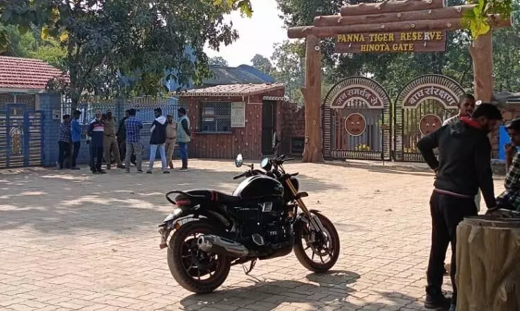 पन्ना टाइगर रिजर्व में बाघिन के तीन शावकों ने महिला का किया शिकार पन्ना टाइगर रिजर्व में बाघिन के तीन शावकों ने महिला का किया शिकार