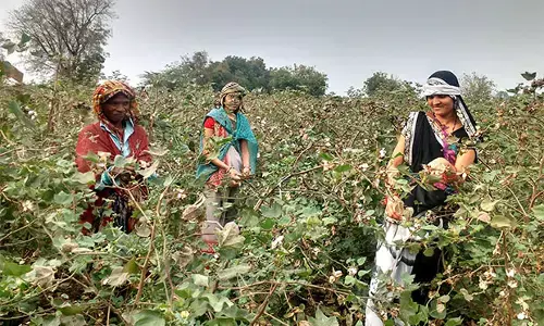 तेलंगाना के किसान अहेरी में कर रहे कपास की खेती, कमा रहे अधिक मुनाफा