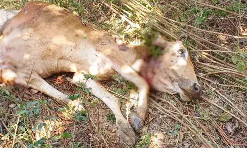 बकरी को चट कर झाड़ियों में जा बैठे वनराज, जंगल के राजा को देखने उमड़ी ग्रामीणों की भीड़