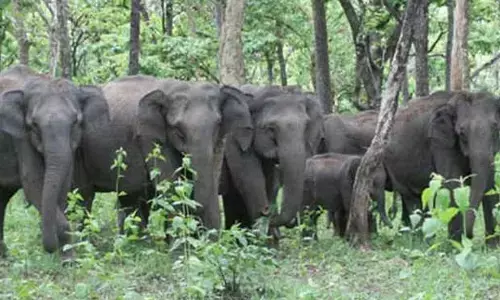 अब मरेगांव पहुंच कर फसलें उजाड़ रहे जंगली हाथी, किसान संकट में