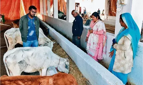 86 एकड़ जमीन पर बन रही जिले की सबसे बड़ी गौशाला 86 एकड़ जमीन पर बन रही जिले की सबसे बड़ी गौशाला