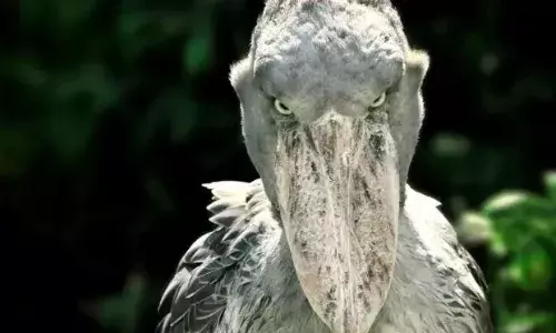 इस अजीबोगरीब पक्षी की आवाज होती है बहुत ही खतरनाक, सुनकर उड़ जाती है लोगों की नींद