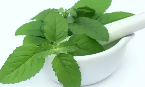 पाचन संबंधित समस्याओं से लेकर तनाव से मुक्ति तक, तुलसी के पत्ते चबाने से होते हैं ये 5 गजब के फायदे