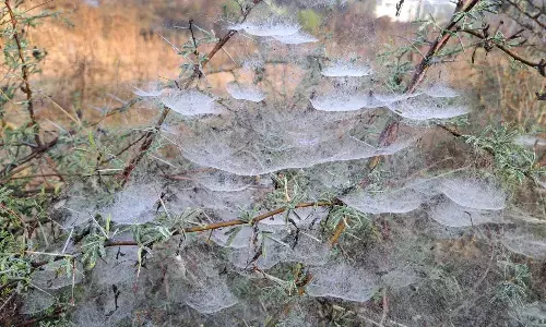 शहडोल मेंं पड़ रही कड़ाके की ठंड, सितम के बाद थोड़ी राहत पर ठिठुरन उतनी ही