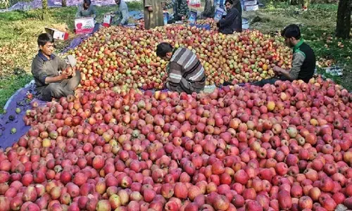 अमरावती के बाजार में कश्मीरी नहीं, ईरानी, अफगानी सेब की बंफर आवक अमरावती के बाजार में कश्मीरी नहीं, ईरानी, अफगानी सेब की बंफर आवक