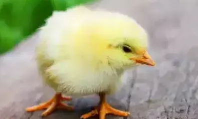 शख्स ने निगल लिया जिंदा चूजा, पूछे जाने पर होश उड़ाने वाली वजह आई सामने, डॉक्टर ने अपने हाथ किए खड़े