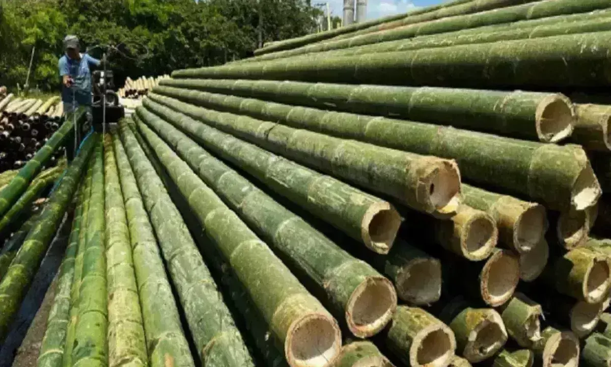 पाशा पटेल ने कहा - अब ईंधन के रूप में कोयले का विकल्प हो सकता है बांस