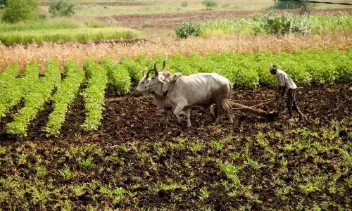 किसानों की जिला सहकारी बैंक ने अब तक एक रुपए का कर्ज नहीं दिया किसानों की जिला सहकारी बैंक ने अब तक एक रुपए का कर्ज नहीं दिया